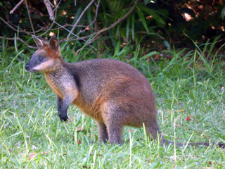Pademelon