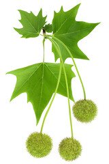 branch of sycamore plane tree isolated on white bacground. Top view. Flat lay