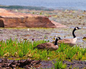 Canada Goose and Gosling Photo and Image.  Newborns are protecting by both parents in their environment and habitat.