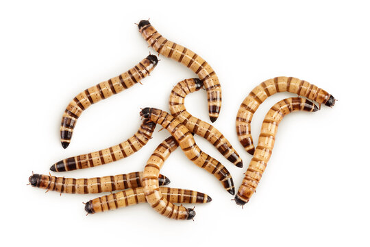 Worms larvae zophobas isolated on white background. Food for exotic animals. Top view. Flat lay