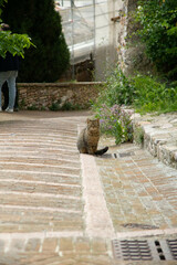 Fototapeta premium The cat of Northern Italy