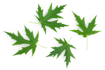 Silver maple leaf isolated on a white background. Top view. Flat lay