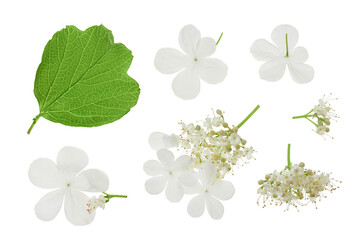 Viburnum flower isolated on a white background. Top view. Flat lay.