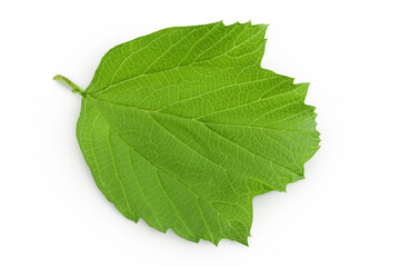 Obraz premium Green Viburnum leaf isolated on white background