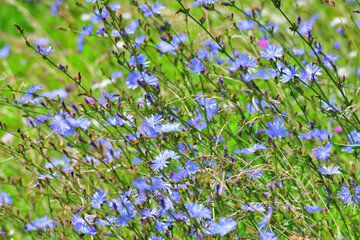 A lot of wild chicory grows in the meadow - obrazy, fototapety, plakaty