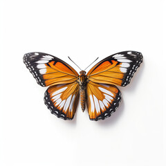 Obraz premium butterfly isolated on white