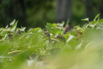 bird on a leaf