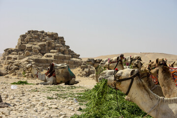 camellos descansando al lado de unas ruinas - obrazy, fototapety, plakaty