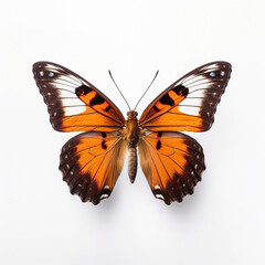Obraz premium butterfly on white background