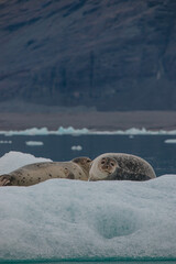 Fototapeta premium Harbor seals (Phoca vitulina) relaxing on the ice at Jökulsárlón Glacier Lagoon, Iceland 2023