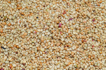 Fruit, coffee and fresh coffee beans, coffee, berries in fermentation and washing, wet processing method.