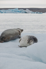 Harbor seals (Phoca vitulina) relaxing on the ice at Jökulsárlón Glacier Lagoon, Iceland 2023