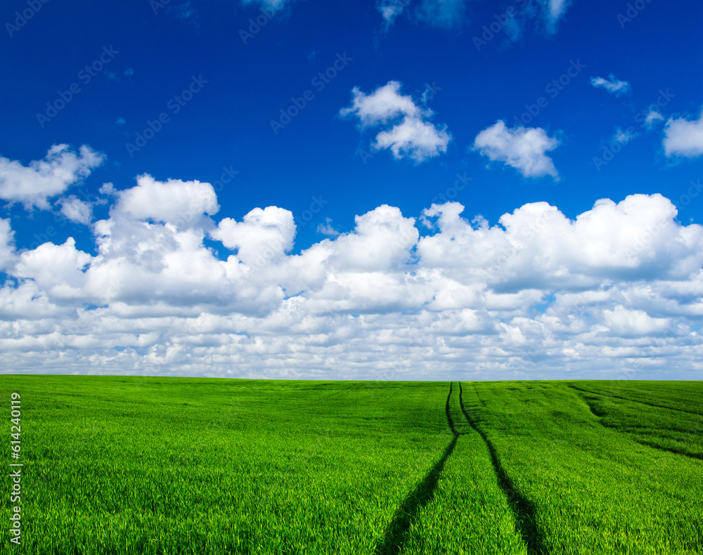 Wall mural field of grass and perfect sky