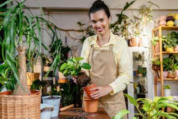 Obraz premium Millennial african american female entrepreneur business woman replanting Peperomia obtuse plant behind sales desk of florists store or plant shop. Home gardening. Hobbies and leisure concept.