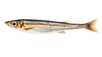 Anchovy isolated on transparent or white background, png