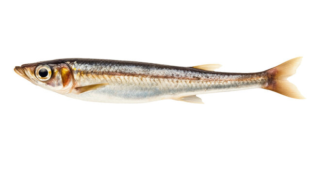 Anchovy isolated on transparent or white background, png