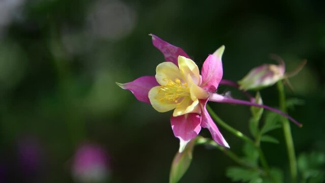 Close-up view of red and yellow Aquilegia &times; hybrida (columbine, elven ears or Coville's columbine) flower swaing on wind. Copy space. Soft focus. Real time video. Ornamental plants theme