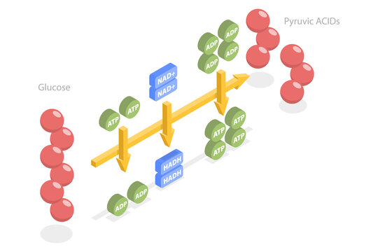 3D Isometric Flat  Conceptual Illustration of Glycolysis