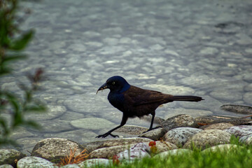 Wandering Bird