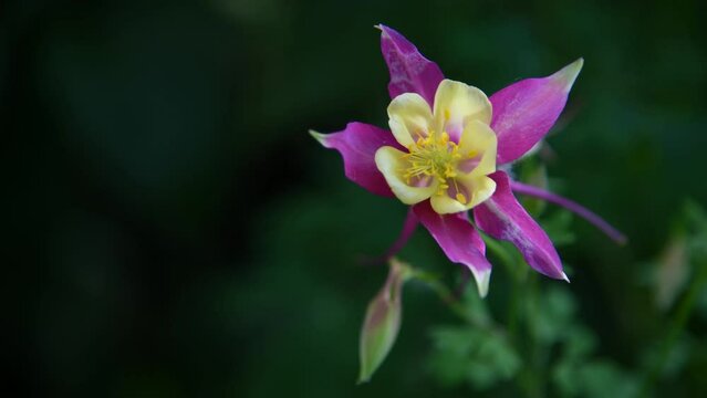 Close-up view of red and yellow Aquilegia &times; hybrida (columbine, elven ears or Coville's columbine) flower swaing on wind. Copy space. Soft focus. Real time video. Ornamental plants theme