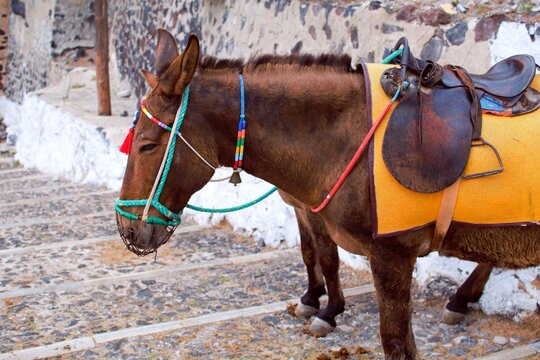 Profile of a standing brown donkey with a saddle and a muzzle waiting for a passenger