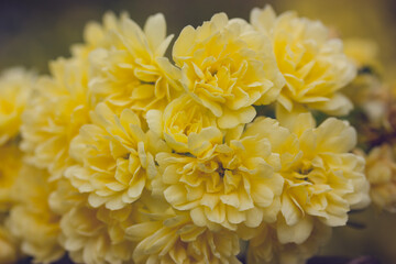 Yellow miniature roses, fresh fragrant buds on a flowering shrub in a botanical spring garden, park in summer. Beautiful floral greeting card. Roses on a twig, branch on green natural background.