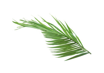 Palm leaf isolated on transparent background. 