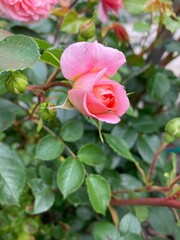 Lovely pink rose up close on a green leaves background