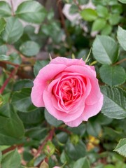 Lovely pink rose up close on a green leaves background