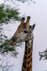 Portrait of a wild South African Giraffe hiding behind a bush close to Kruger National Park in South Africa.