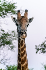 Portrait of a wild South African Giraffe hiding behind a bush close to Kruger National Park in South Africa.