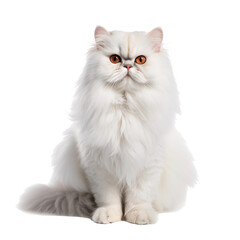 Persian Cat on transparent background	
