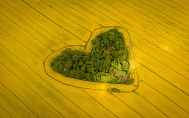 beautiful heart-shaped grove of trees in the blooming, yellow rapeseed field aerial photo