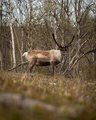 Reindeer in finland's tundra next to the road