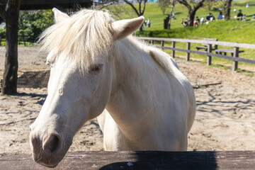 Obraz premium 牧場の馬