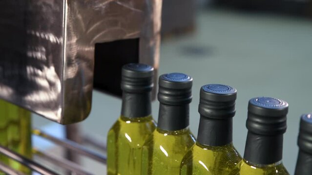 Olive oil in glass bottles moving on production line. Olive oil production factory.