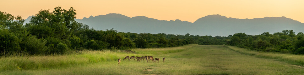 Naklejka na ściany i meble Herd of Impala in game reserve in South Africa.