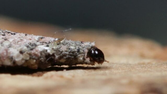 Clothes moth larvae in cocoon.