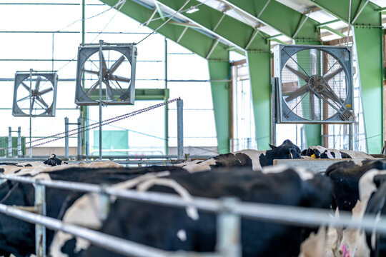 ventilators for recuperation in the cowshed on the farm