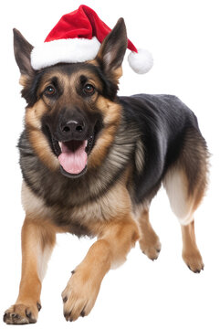 Running german shepherd dog wearing a santa hat for christmas isolated on a transparent background, generative AI animal