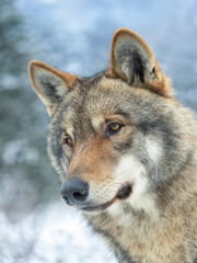 portrait of a gray wolf in the forest