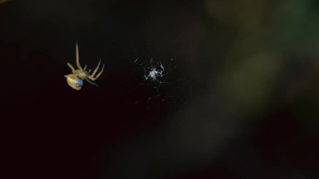 Bee-sucking Unwanted - Mangora acalypha. Kazakhstan. Lake Balkhash.