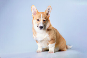 Cute Puppy Corgi Pembroke on a gray background