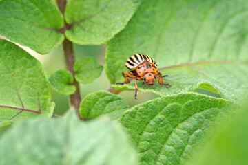 The Colorado potato beetle feast on potato leaves and plant damage
