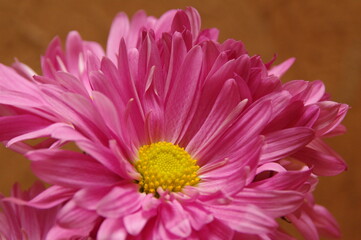 pink chrysanthemum flower