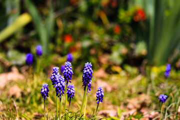 Obraz premium Blue Grape Hyacinth blooming in a yard in spring