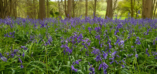 Obraz premium Bluebell wood at Shrawley Worcester, Worcestershire uk