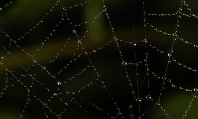 Web with connected drops. Spider web in close-up with tiny drops of water on a dark blurred background.