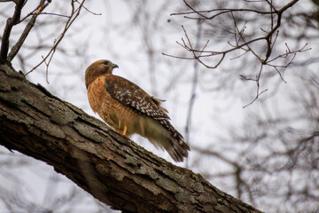 Red Shouldered Hawk in perched in tree with wind blowing