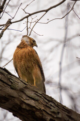 Red Shouldered Hawk in perched in tree with wind blowing